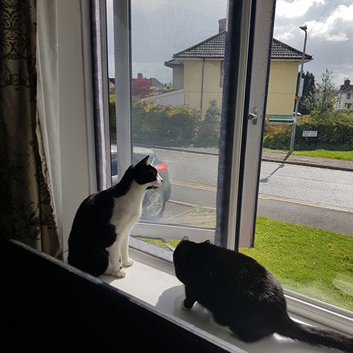 Window Mesh For Cats - 1000mm x 1000mm (cut to any size), image 5